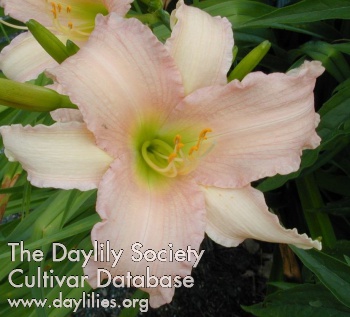 Daylily Luxury Lace